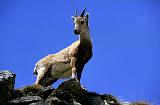 23a Colle del Nivolet R007-149 Gran Paradiso mc